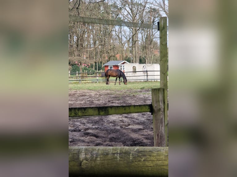 American Quarter Horse Gelding 6 years 14.2 hh Brown in Winsen (Aller)