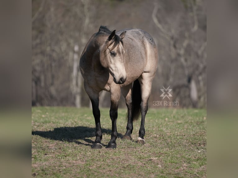 American Quarter Horse Gelding 6 years 14,2 hh Buckskin in Needmore, PA
