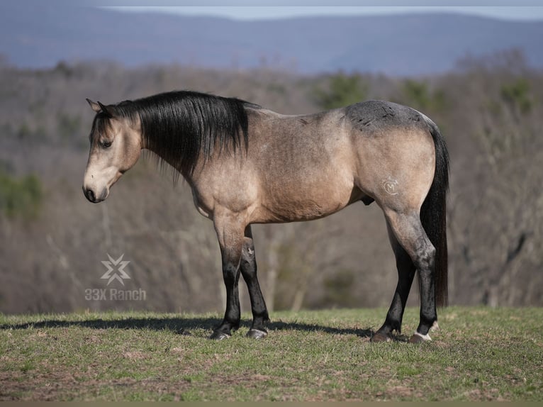 American Quarter Horse Gelding 6 years 14,2 hh Buckskin in Needmore, PA