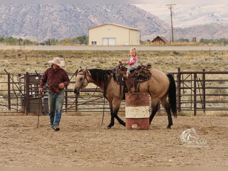 American Quarter Horse Gelding 6 years 14,2 hh Buckskin in Cody, WY