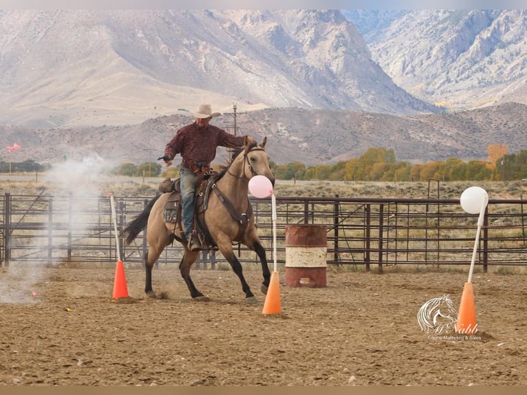 American Quarter Horse Gelding 6 years 14,2 hh Buckskin in Cody, WY