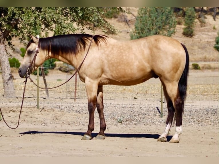 American Quarter Horse Gelding 6 years 14.2 hh Buckskin in Tres Pinos