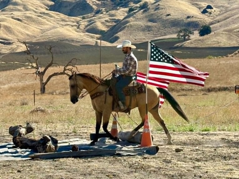 American Quarter Horse Gelding 6 years 14.2 hh Buckskin in Tres Pinos