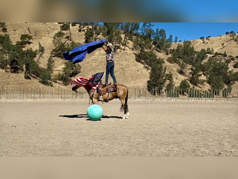 American Quarter Horse Gelding 6 years 14.2 hh Buckskin in Tres Pinos