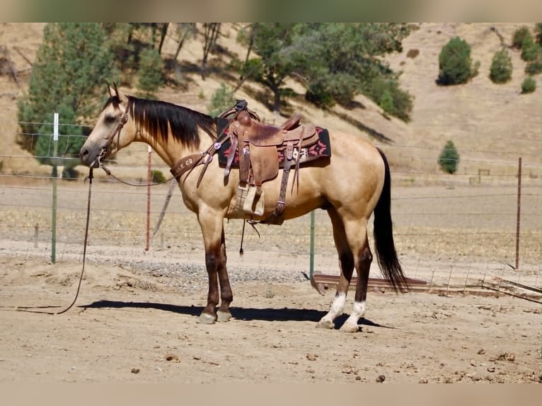American Quarter Horse Gelding 6 years 14.2 hh Buckskin in Tres Pinos