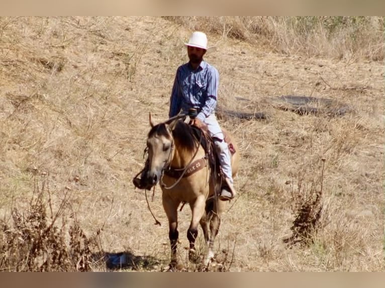 American Quarter Horse Gelding 6 years 14.2 hh Buckskin in Tres Pinos