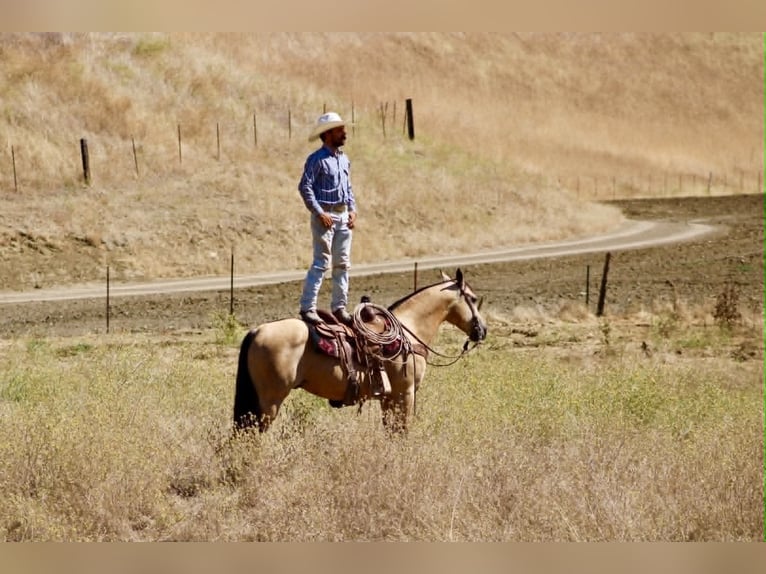 American Quarter Horse Gelding 6 years 14.2 hh Buckskin in Tres Pinos