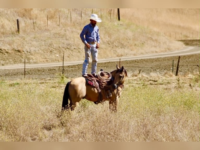American Quarter Horse Gelding 6 years 14.2 hh Buckskin in Tres Pinos