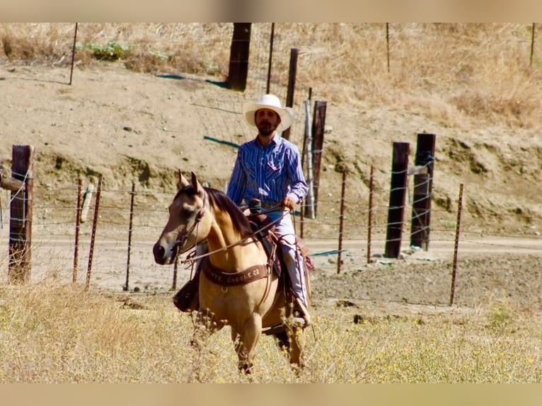 American Quarter Horse Gelding 6 years 14.2 hh Buckskin in Tres Pinos
