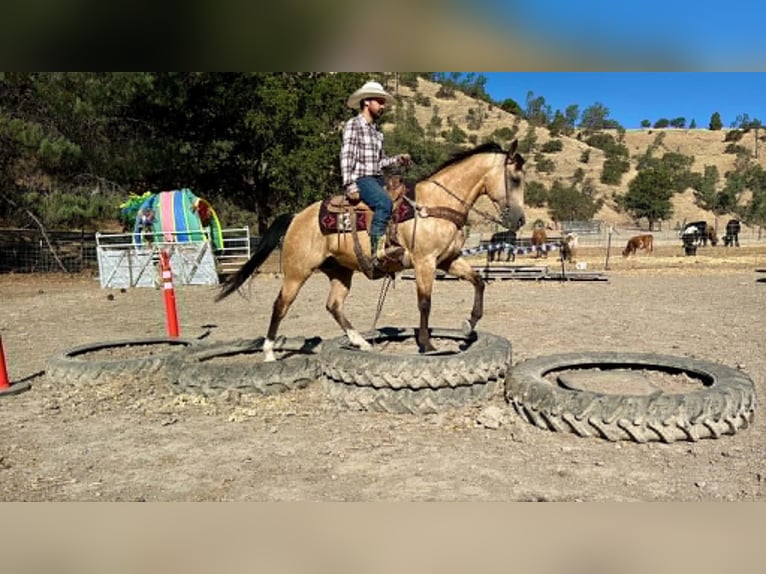American Quarter Horse Gelding 6 years 14.2 hh Buckskin in Tres Pinos