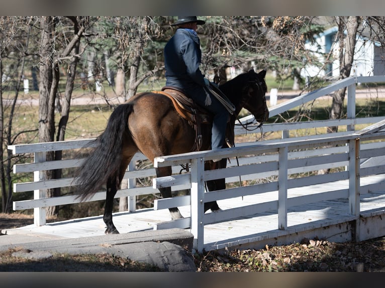 American Quarter Horse Gelding 6 years 14,2 hh Buckskin in Crawford, NE