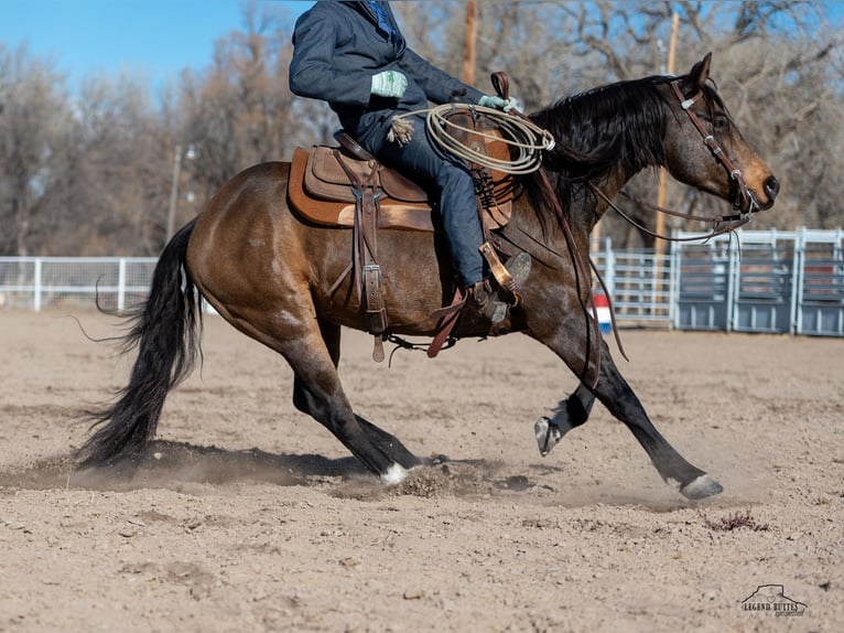 American Quarter Horse Gelding 6 years 14,2 hh Buckskin in Crawford, NE