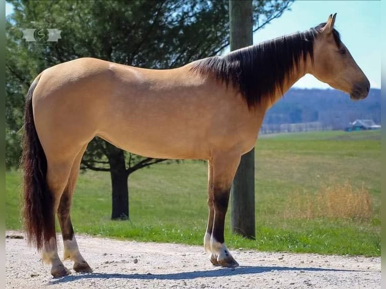 American Quarter Horse Gelding 6 years 14,2 hh Buckskin in Sonora Ky