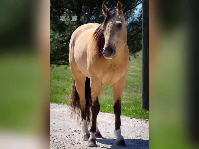 American Quarter Horse Gelding 6 years 14,2 hh Buckskin in Sonora Ky