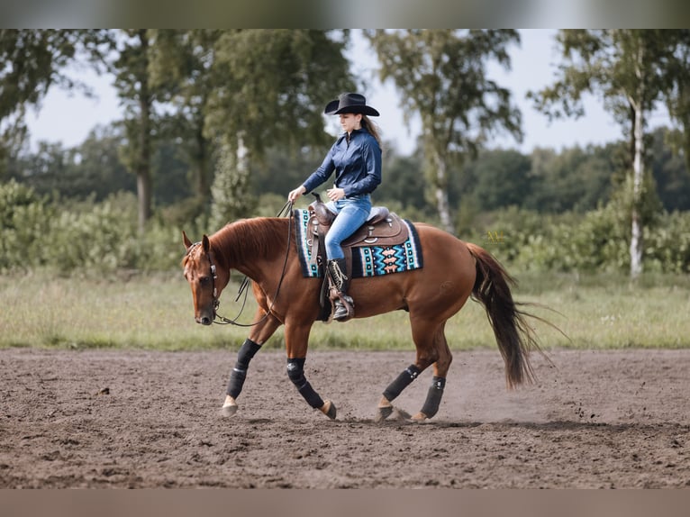 American Quarter Horse Gelding 6 years 14,2 hh Chestnut-Red in Steyerberg Deblinghausen