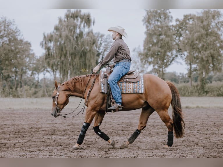 American Quarter Horse Gelding 6 years 14,2 hh Chestnut-Red in Steyerberg Deblinghausen