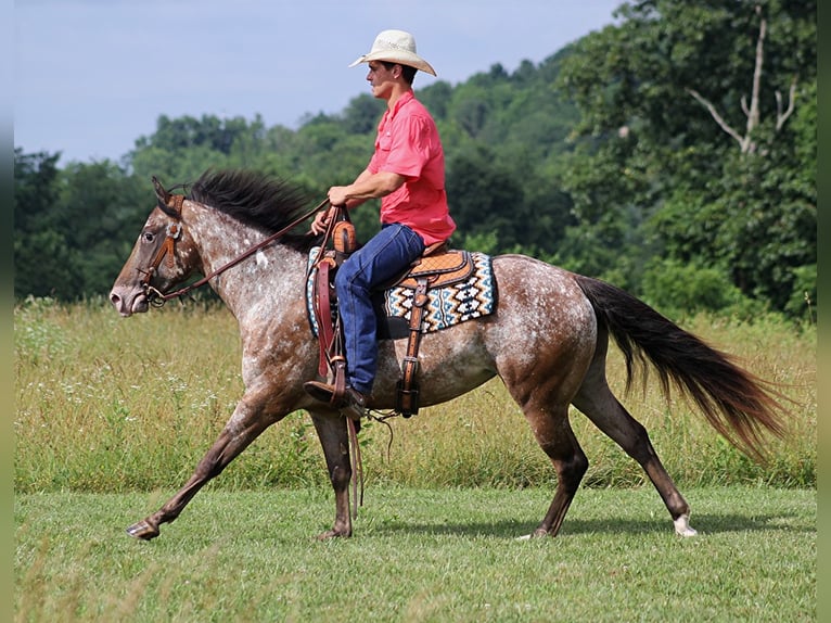 American Quarter Horse Gelding 6 years 14,2 hh Chestnut in Brodhead KY