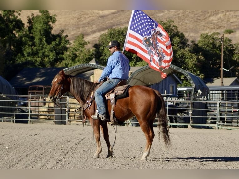 American Quarter Horse Gelding 6 years 14,2 hh Chestnut in Paicines CA