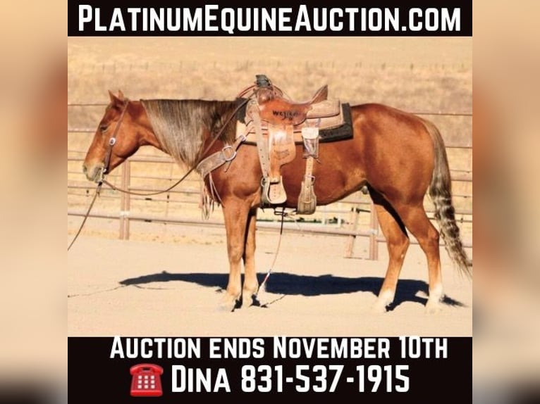 American Quarter Horse Gelding 6 years 14,2 hh Chestnut in Paicines CA