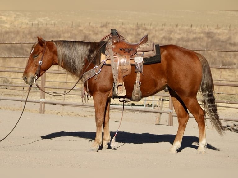 American Quarter Horse Gelding 6 years 14,2 hh Chestnut in Paicines CA