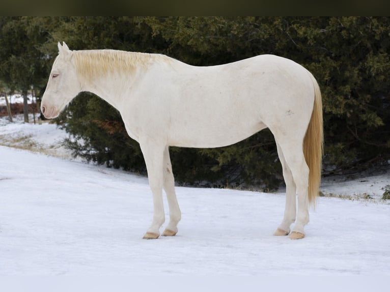 American Quarter Horse Gelding 6 years 14.2 hh Cremello in Sulphur Springs