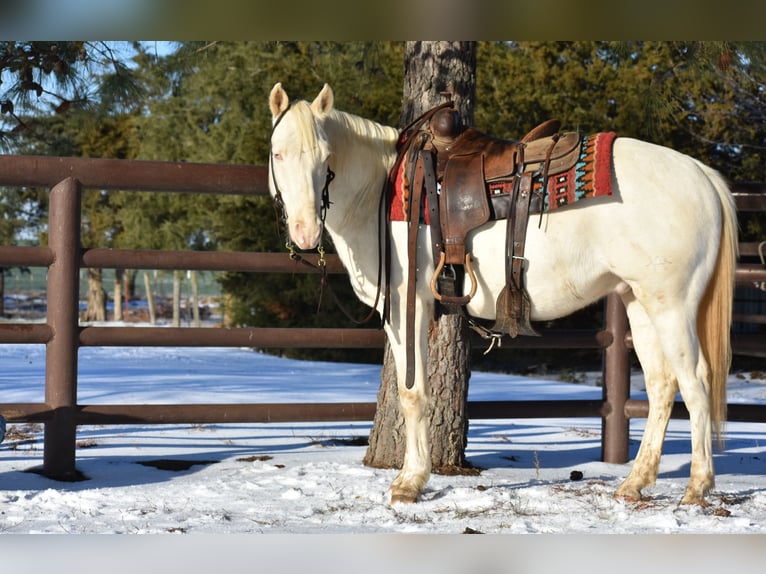 American Quarter Horse Gelding 6 years 14.2 hh Cremello in Sulphur Springs