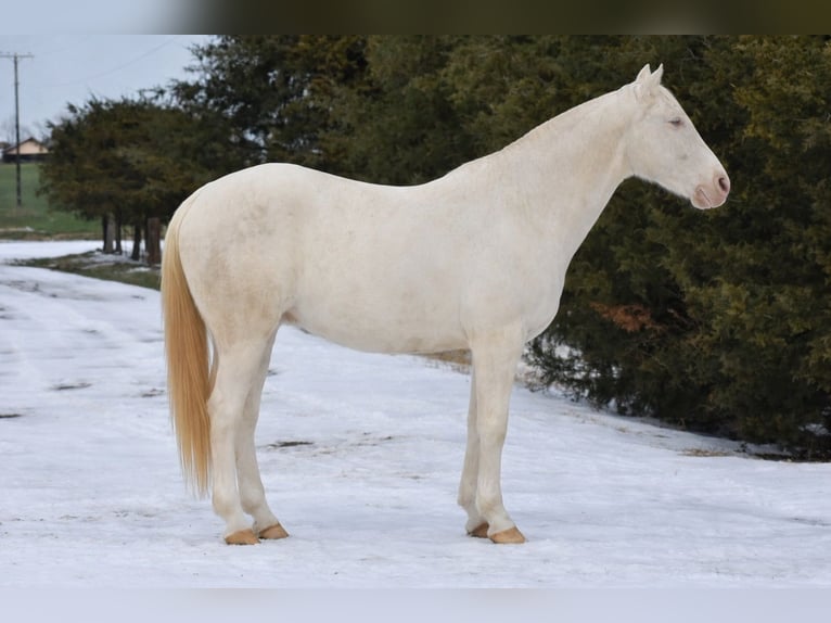 American Quarter Horse Gelding 6 years 14.2 hh Cremello in Sulphur Springs