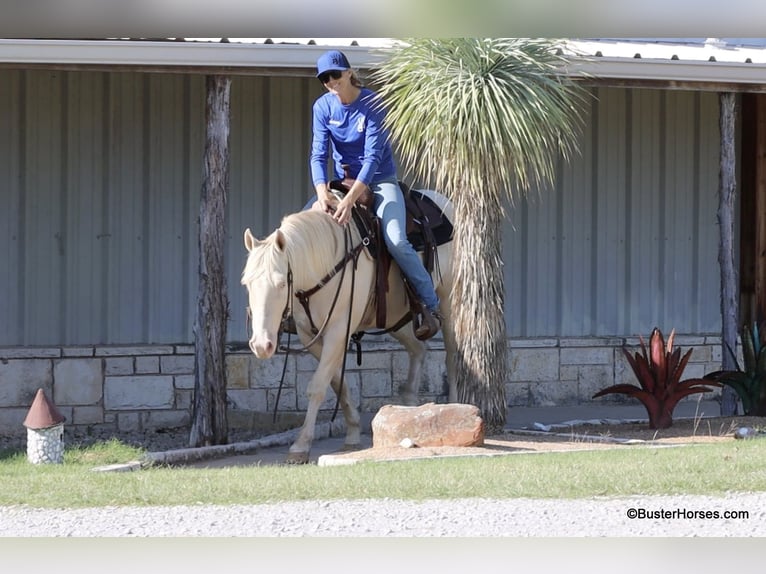 American Quarter Horse Gelding 6 years 14,2 hh Cremello in Weatherford TX