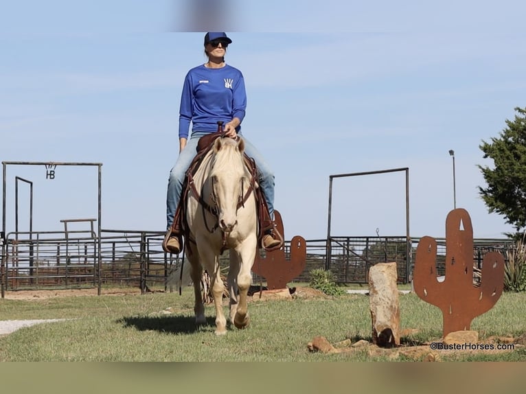 American Quarter Horse Gelding 6 years 14,2 hh Cremello in Weatherford TX