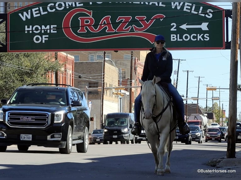 American Quarter Horse Gelding 6 years 14,2 hh Cremello in Weatherford TX