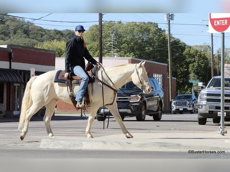 American Quarter Horse Gelding 6 years 14,2 hh Cremello in Weatherford TX