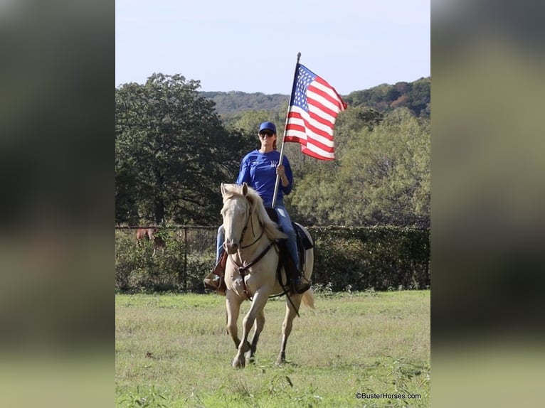 American Quarter Horse Gelding 6 years 14,2 hh Cremello in Weatherford TX