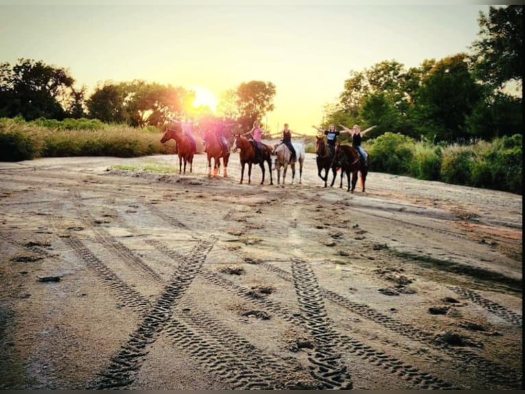 American Quarter Horse Gelding 6 years 14,2 hh in Grand Island, NE