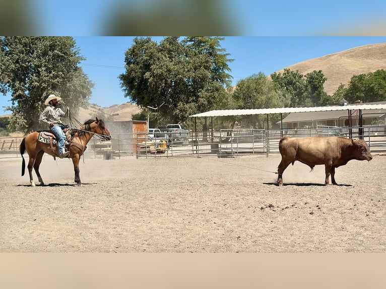 American Quarter Horse Gelding 6 years 14.2 hh Dun in Paicines