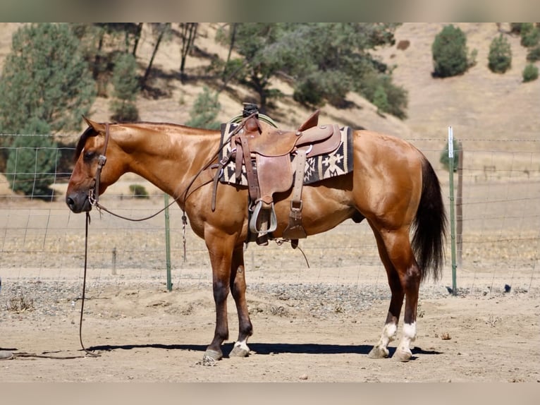 American Quarter Horse Gelding 6 years 14.2 hh Dun in Paicines