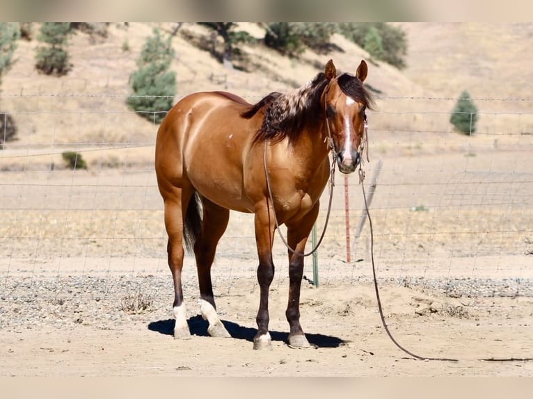 American Quarter Horse Gelding 6 years 14.2 hh Dun in Paicines