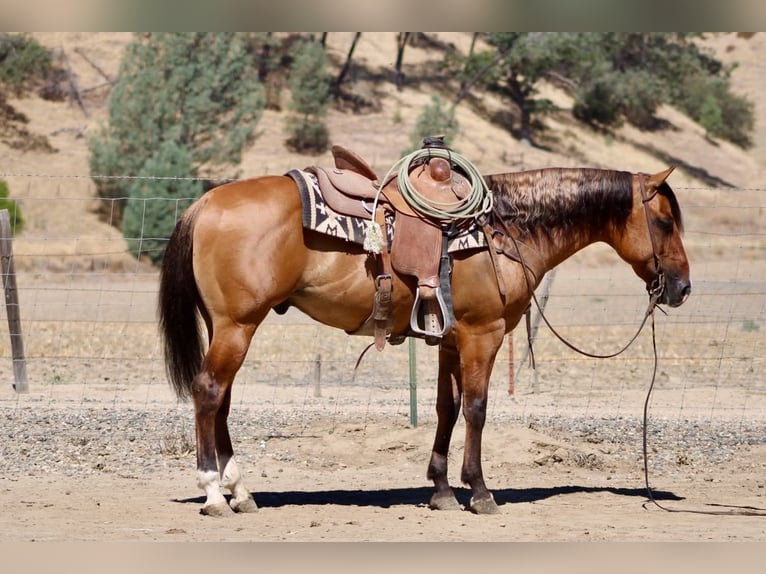 American Quarter Horse Gelding 6 years 14.2 hh Dun in Paicines