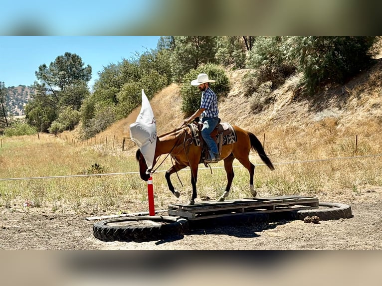 American Quarter Horse Gelding 6 years 14.2 hh Dun in Paicines
