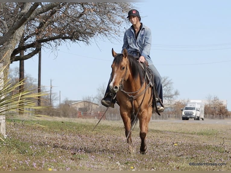 American Quarter Horse Gelding 6 years 14.2 hh Dun in Weatherford TX