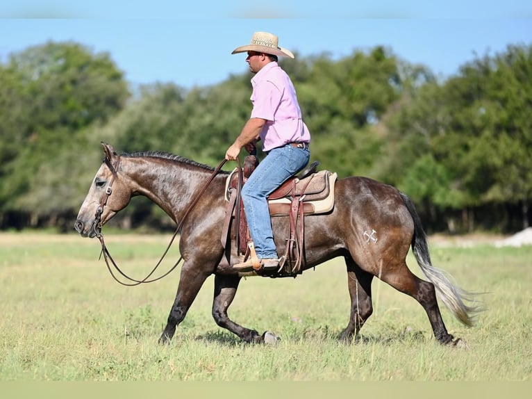 American Quarter Horse Gelding 6 years 14,2 hh Gray in Pennington, TX