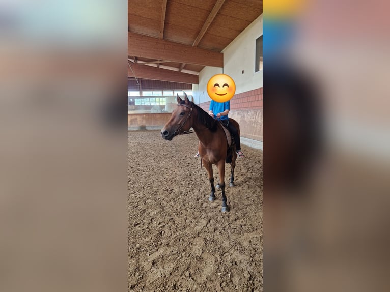 American Quarter Horse Gelding 6 years 14,2 hh in Belm