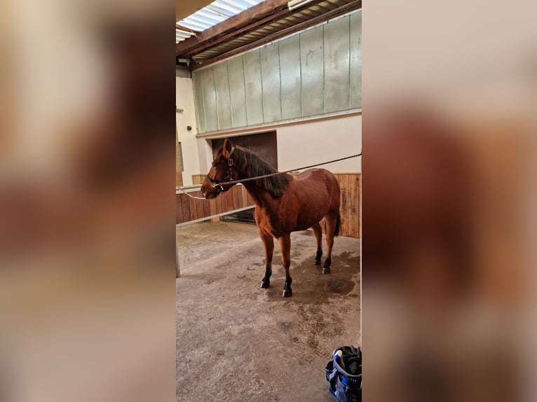 American Quarter Horse Gelding 6 years 14,2 hh in Belm