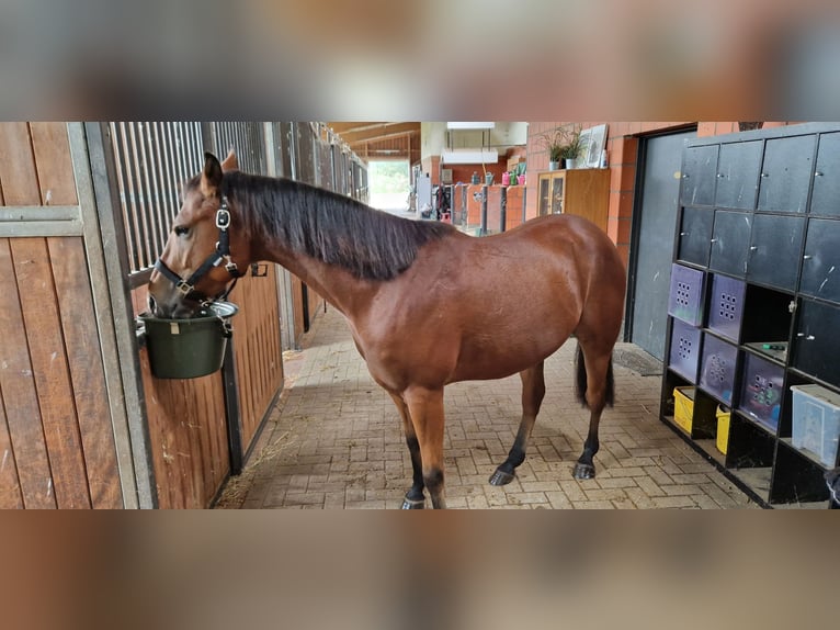 American Quarter Horse Gelding 6 years 14,2 hh in Belm