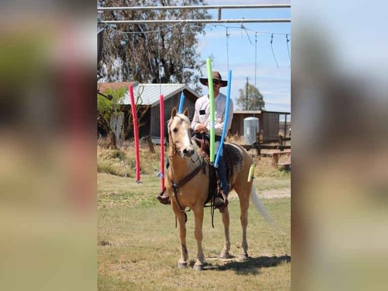 American Quarter Horse Gelding 6 years 14.2 hh Palomino in Atwater