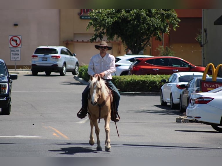 American Quarter Horse Gelding 6 years 14.2 hh Palomino in Atwater