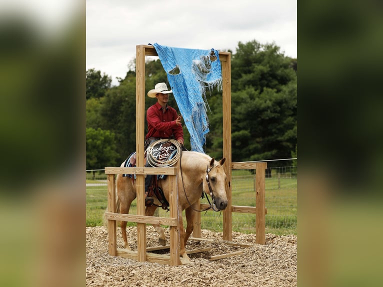 American Quarter Horse Gelding 6 years 14,2 hh Palomino in Millersburg
