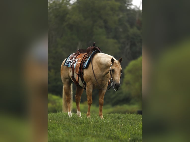 American Quarter Horse Gelding 6 years 14,2 hh Palomino in Millersburg