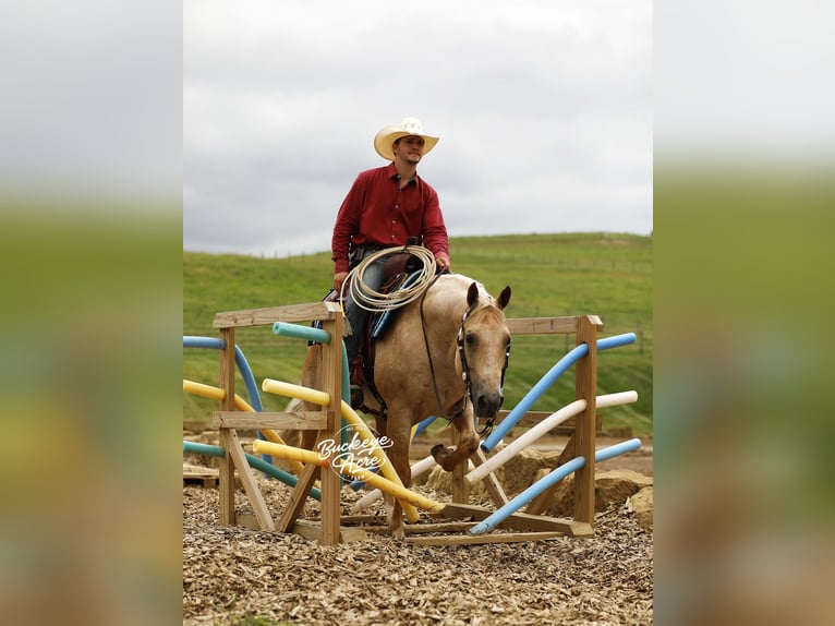 American Quarter Horse Gelding 6 years 14,2 hh Palomino in Millersburg