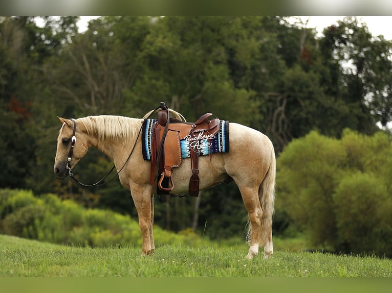American Quarter Horse Gelding 6 years 14,2 hh Palomino in Millersburg