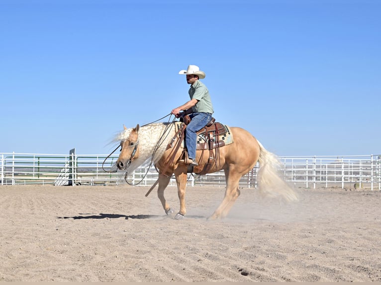 American Quarter Horse Gelding 6 years 14,2 hh Palomino in Bayard, Nebraska